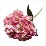 Uk hortenzie 57,5 cm levandulová - velkoobchod, dovoz květin, řezané květiny Brno