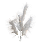 Uk pampas 102 cm bílý - velkoobchod, dovoz květin, řezané květiny Brno