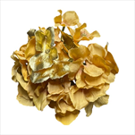 Uk květ hortenzie 27 cm zlatý - velkoobchod, dovoz květin, řezané květiny Brno