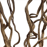 SUŠINA CIPO ROSCA 4/5 200 cm - velkoobchod, dovoz květin, řezané květiny Brno