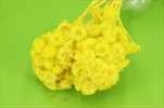 Su Immortelle X20g yellow - velkoobchod, dovoz květin, řezané květiny Brno