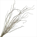 SU Salix lungo X10 slavato - velkoobchod, dovoz květin, řezané květiny Brno