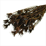 SUŠINA NIGELA 100 g BROWN - velkoobchod, dovoz květin, řezané květiny Brno