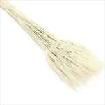 Su Grano Baffo 400g slavato - velkoobchod, dovoz květin, řezané květiny Brno