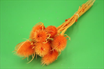 Su Cardi palustri malé 10ks oranž - velkoobchod, dovoz květin, řezané květiny Brno