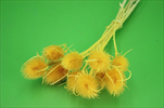 Su Cardi palustri malé 10ks žluté - velkoobchod, dovoz květin, řezané květiny Brno