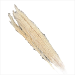 Su Cannetta small 20ks bílá - velkoobchod, dovoz květin, řezané květiny Brno