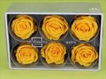 Sk Hlavy růže extra yellow 6pcs - velkoobchod, dovoz květin, řezané květiny Brno