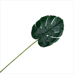 UK List monstera 20 cm - velkoobchod, dovoz květin, řezané květiny Brno