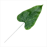 Uk List Rhapis 23 cm - velkoobchod, dovoz květin, řezané květiny Brno