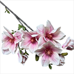 UK Magnolie větev 90 cm růžová - velkoobchod, dovoz květin, řezané květiny Brno