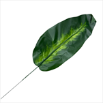 Uk List Philodendron 27 cm - velkoobchod, dovoz květin, řezané květiny Brno