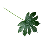 Uk List Dieffenbachia 28 cm  - velkoobchod, dovoz květin, řezané květiny Brno