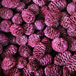 SABULOSUM LOOSE FROSTED RED POLY BAG ( 1 kg ) - velkoobchod, dovoz květin, řezané květiny Brno