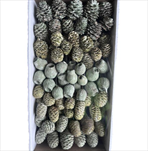 SORTIMENT ON WIRE FROSTED LIME TRAY ( 100 PC ) - velkoobchod, dovoz květin, řezané květiny Brno