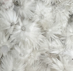 CAPBLUMEN LOOSE NATURAL POLY BAG ( 100 g ) - velkoobchod, dovoz květin, řezané květiny Brno