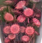 SUSANNAE ROSETTE DIP DYED APRICOT TRAY ( 50 PC ) - velkoobchod, dovoz květin, řezané květiny Brno
