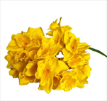 Narcisy kytice textil 41cm žlutá - velkoobchod, dovoz květin, řezané květiny Brno