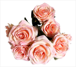 Růže kytice textil x10/45cm růžová - velkoobchod, dovoz květin, řezané květiny Brno