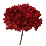 Stabilizovaná  hortenzie 16-20 cm červená - velkoobchod, dovoz květin, řezané květiny Brno