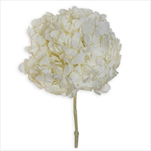 Stabilizovaná  hortenzie 16-20 cm bílá - velkoobchod, dovoz květin, řezané květiny Brno