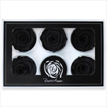 Stabilizovaná růže hlava 6ks/6,5cm černá - velkoobchod, dovoz květin, řezané květiny Brno