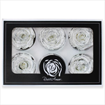 Stabilizovaná růže hlava 6ks/6,5cm gliter bílá - velkoobchod, dovoz květin, řezané květiny Brno