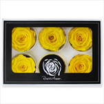 Stabilizovaná růže hlava 6ks/6,5cm žlutá - velkoobchod, dovoz květin, řezané květiny Brno
