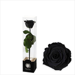 Stabilizovaná růže na stonku 30cm-černá - velkoobchod, dovoz květin, řezané květiny Brno