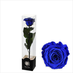 Stabilizovaná růže na stonku 30cm modrá - velkoobchod, dovoz květin, řezané květiny Brno