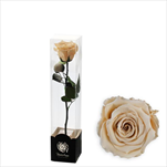Stabilizovaná růže na stonku 30cm-šampaň - velkoobchod, dovoz květin, řezané květiny Brno