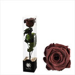 Stabilizovaná růže na stonku 30cm-hnědá - velkoobchod, dovoz květin, řezané květiny Brno