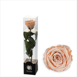 Stabilizovaná růže na stonku 30cm-broskvová - velkoobchod, dovoz květin, řezané květiny Brno