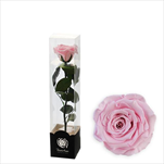 Stabilizovaná růže na stonku 30cm růžová - velkoobchod, dovoz květin, řezané květiny Brno