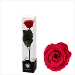 Stabilizovaná růže na stonku 30cm červená - velkoobchod, dovoz květin, řezané květiny Brno