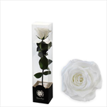 Stabilizovaná růže na stonku 30cm-bílá - velkoobchod, dovoz květin, řezané květiny Brno