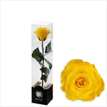Stabilizovaná růže na stonku 30cm žlutá - velkoobchod, dovoz květin, řezané květiny Brno