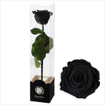Stabilizovaná růže na stonku 60cm-černá - velkoobchod, dovoz květin, řezané květiny Brno