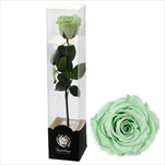 Stabilizovaná růže na stonku 60cm mint - velkoobchod, dovoz květin, řezané květiny Brno