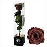 Stabilizovaná růže na stonku 60cm-hnědá - velkoobchod, dovoz květin, řezané květiny Brno