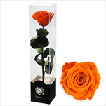 Stabilizovaná růže na stonku 60cm oranžová - velkoobchod, dovoz květin, řezané květiny Brno