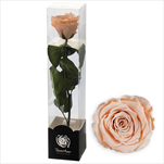 Stabilizovaná růže na stonku 60cm broskvová - velkoobchod, dovoz květin, řezané květiny Brno