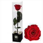 Stabilizovaná růže na stonku 60cm fuchsia - velkoobchod, dovoz květin, řezané květiny Brno