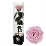 Stabilizovaná růže na stonku 60cm růžová - velkoobchod, dovoz květin, řezané květiny Brno
