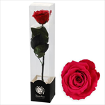 Stabilizovaná růže na stonku 60cm červená - velkoobchod, dovoz květin, řezané květiny Brno