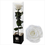 Stabilizovaná růže na stonku 60cm bílá - velkoobchod, dovoz květin, řezané květiny Brno