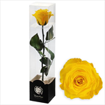 Stabilizovaná růže na stonku 60cm žlutá - velkoobchod, dovoz květin, řezané květiny Brno