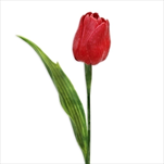 Tulipán latex 41cm červená - velkoobchod, dovoz květin, řezané květiny Brno