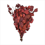 PRESERVED EUCALYPTUS POPULUS ROUND LEAF FOLIAGE ABSORBTION RED SLEEVE ( 150 g ) - velkoobchod, dovoz květin, řezané květiny Brno