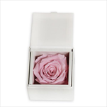 Stabilizovaná  - růže hlava krabička růžová - velkoobchod, dovoz květin, řezané květiny Brno